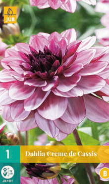 X 1 DAHLIA CREME DE CASSIS I