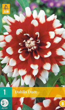 X 1 DAHLIA DUET I