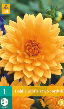 X 1 DAHLIA GLORY OF NOORDWIJK I