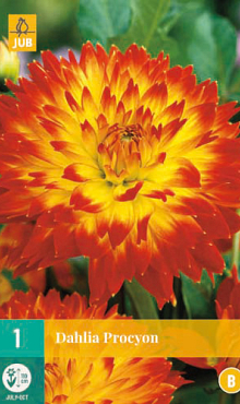 X 1 DAHLIA PROCYON I