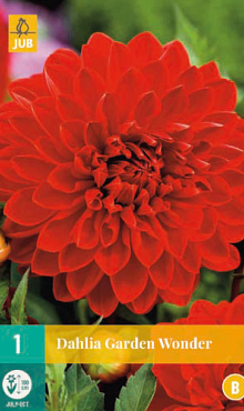 X 1 DAHLIA GARDEN WONDER I