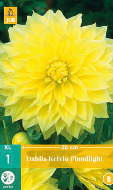 X 1 DAHLIA KELVIN FLOODLIGHT I