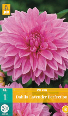 X 1 DAHLIA LAVENDER PERFECTION I