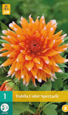X 1 DAHLIA COLOR SPECTACLE I
