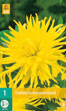 X 1 DAHLIA KENNEMERLAND I