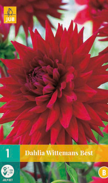 X 1 DAHLIA WITTEMANS BEST I