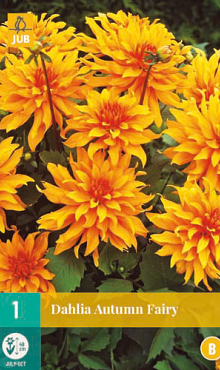 X 1 DAHLIA AUTUMN FAIRY I