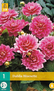 X 1 DAHLIA BLUESETTE I