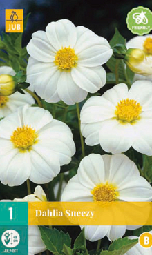 X 1 DAHLIA SNEEZY I