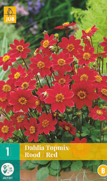 X 1 DAHLIA TOPMIX ROOD I
