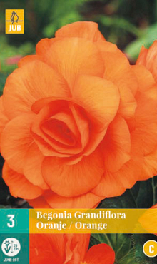 X 3 BEGONIA GRANDIFLORA ORANJE 5/6