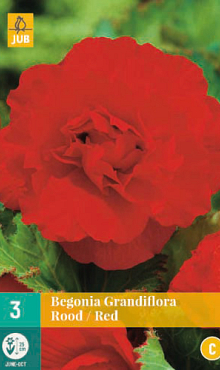 X 3 BEGONIA GRANDIFLORA ROOD 5/6