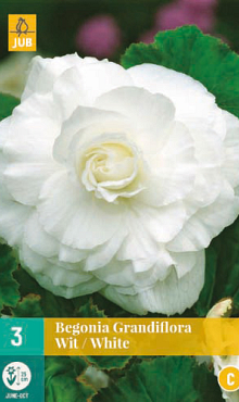 X 3 BEGONIA GRANDIFLORA WIT 5/6