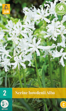 X   2 NERINE BOWDENII ALBA 12/+