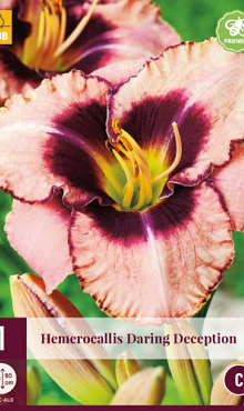 X 1 HEMEROCALLIS DARING DECEPTION I