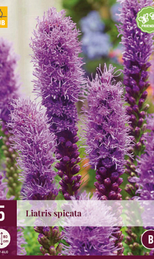 X 5 LIATRIS SPICATA 12/14