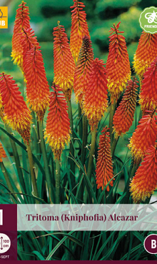 X 1 TRITOMA (KNIPHOFIA) ALCAZAR I