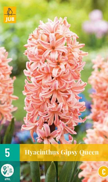 X   5 HYACINTHUS GIPSY QUEEN 15/16