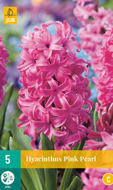 X   5 HYACINTHUS PINK PEARL 15/16