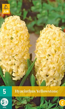 X   5 HYACINTHUS YELLOWSTONE 15/16