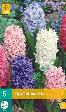 X   5 HYACINTHUS MIX 15/16