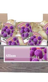 X 30 ALLIUM AMBASSADOR INCL. LABEL 32/+