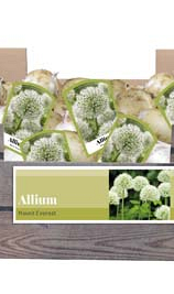 X 40 ALLIUM MOUNT EVEREST INCL. LABEL 24/+