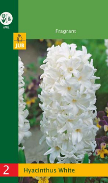 X   2 HYACINTHUS WHITE 14/15