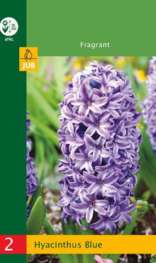 X   2 HYACINTHUS BLUE 14/15