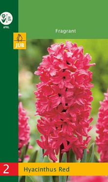 X   2 HYACINTHUS RED 14/15
