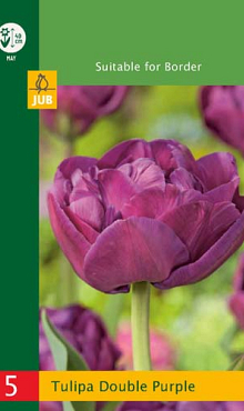 X   5 TULIPA DOUBLE PURPLE 10/11