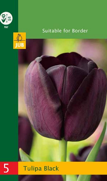 X   5 TULIPA TRIUMPH BLACK 10/11