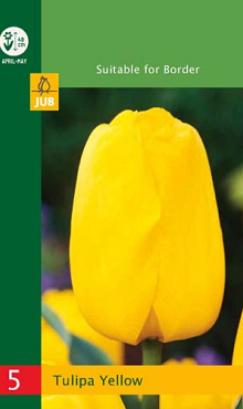 X   5 TULIPA TRIUMPH YELLOW 10/11