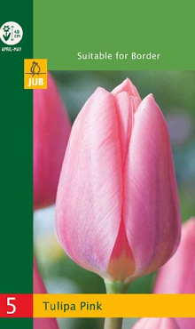 X   5 TULIPA TRIUMPH PINK 10/11