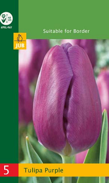 X   5 TULIPA TRIUMPH PURPLE 10/11
