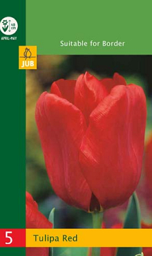 X   5 TULIPA TRIUMPH RED 10/11