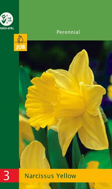 X   3 NARCISSUS TRUMPET YELLOW 10/12