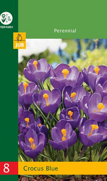 X   8 CROCUSES LARGE FLOWERING BLUE 6/7