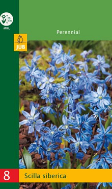 X   8 SCILLA SIBERICA 6/7