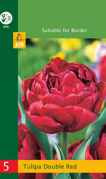 X   5 TULIPA DOUBLE RED 10/11