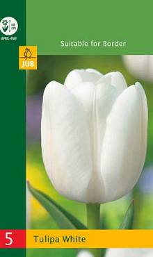 X   5 TULIPA TRIUMPH WHITE 10/11