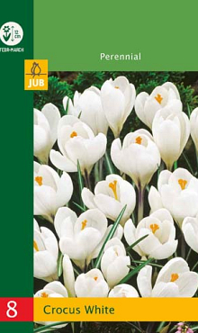 X   8 CROCUSES LARGE FLOWERING WHITE 6/7
