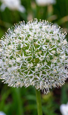 ALLIUM WHITE GIANT