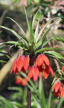 FRITILLARIA IMP. RED BEAUTY