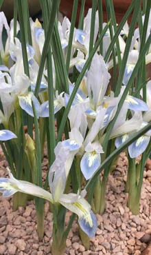 IRIS RETICULATA FROZEN PLANET