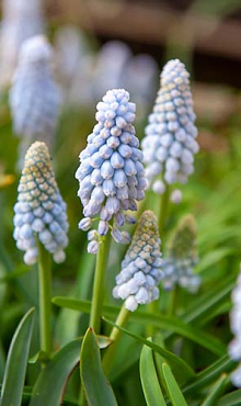 MUSCARI BABYS BREATH