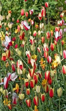 TULIPA CLUSIANA MIX