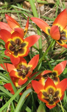TULIPA LITTLE PRINCESS