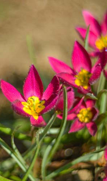 TULIPA PULCH. VIOLACEA GEEL HART