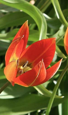 TULIPA WHITTALLII